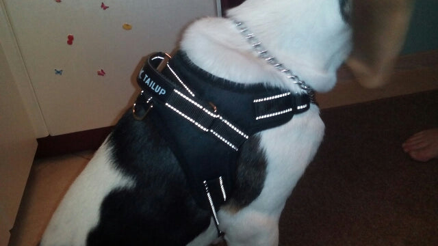 Camo Dog Harness