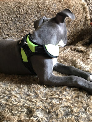 Camo Dog Harness