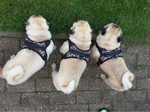 Camo Dog Harness